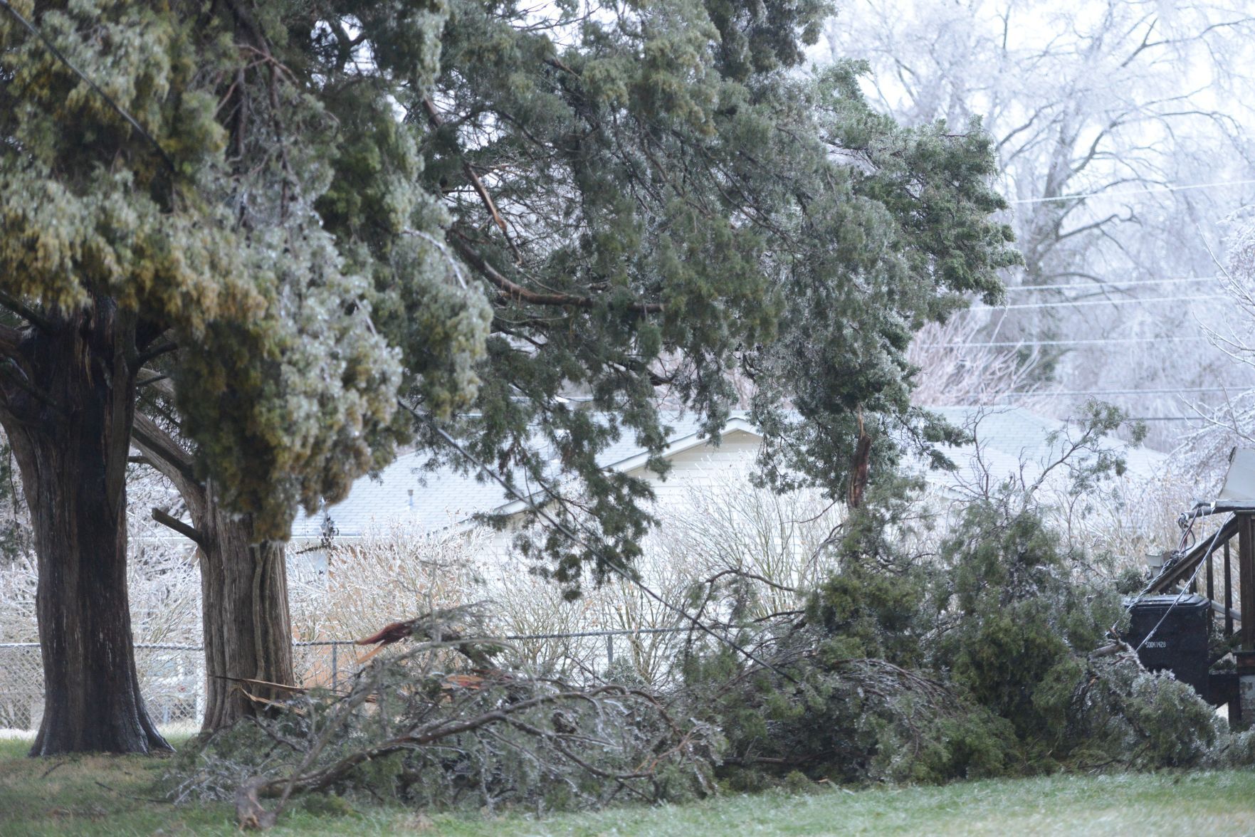 Downed trees.jpg